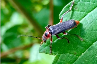<i>Cantharis rustica</i>