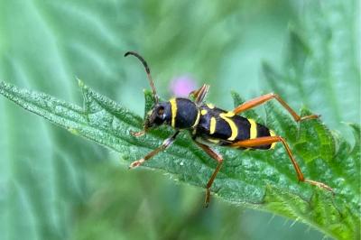 <i>Clytus arietis</i>