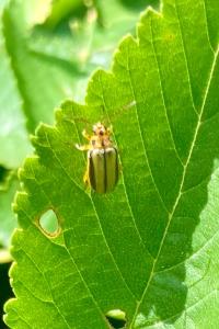 <i>Xanthogaleruca luteola</i>