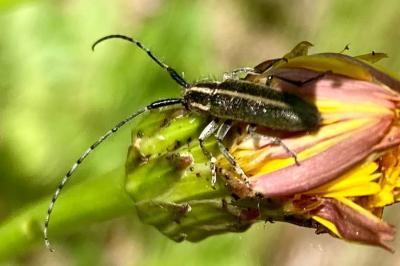 <i>Agapanthia cardui</i>