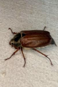 <i>Melolontha melolontha</i>