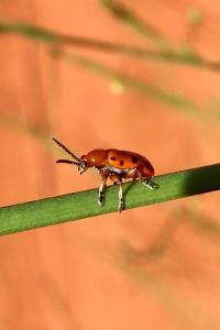 <i>Crioceris duodecimpunctata</i>