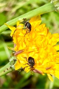<i>Mononychus punctumalbum</i>