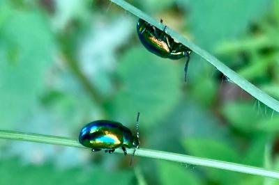 <i>Chrysolina fastuosa</i>