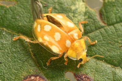 <i>Halyzia sedecimguttata</i>