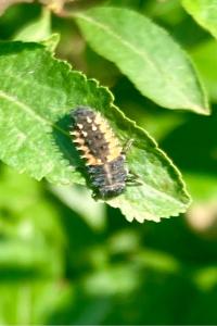 <i>Harmonia axyridis</i>