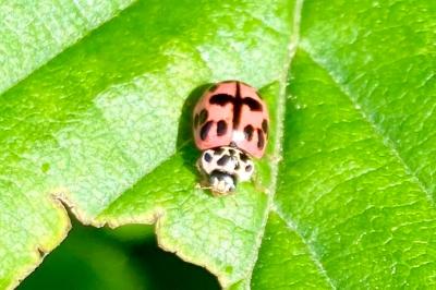 <i>Oenopia conglobata</i>