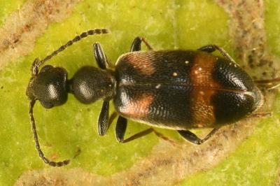 <i>Anthicus laeviceps</i>
