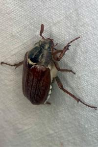 <i>Melolontha melolontha</i>