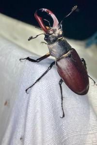 <i>Lucanus cervus</i>
