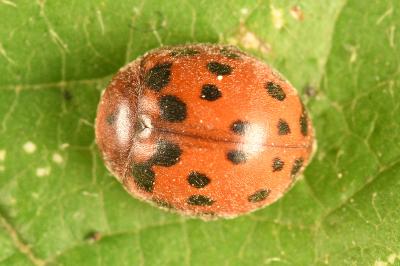 <i>Subcoccinella vigintiquatuorpunctata</i>