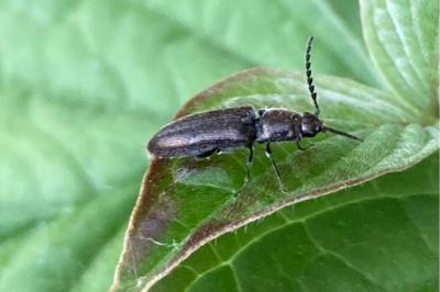 <i>Hemicrepidius</i>