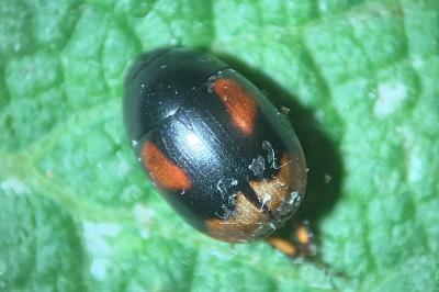 <i>Sphaeridium</i>