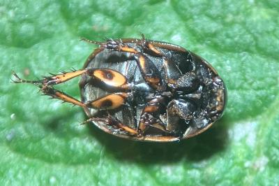 <i>Sphaeridium</i>