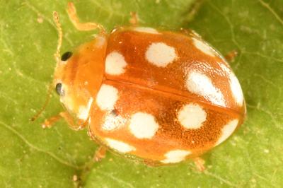 <i>Vibidia duodecimguttata</i>