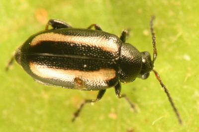 <i>Phyllotreta undulata</i>