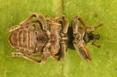 <i>Hypera postica</i>