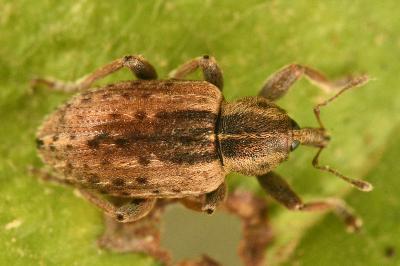 <i>Hypera postica</i>