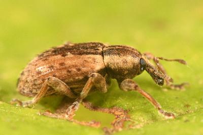 <i>Hypera postica</i>