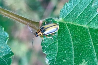 Xanthogaleruca luteola