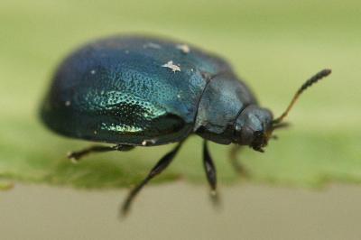 <i>Plagiodera versicolora</i>