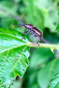 <i>Rhynchites auratus</i>