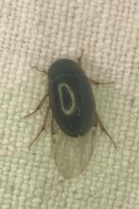 <i>Hydrobius fuscipes</i>