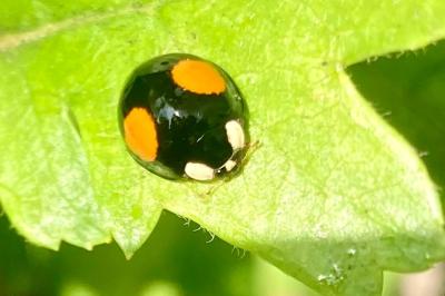 <i>Harmonia axyridis</i>