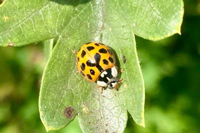 <i>Harmonia axyridis</i>