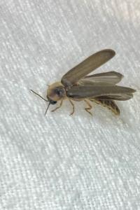 <i>Lampyris</i>