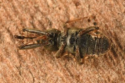 <i>Dorytomus longimanus</i>