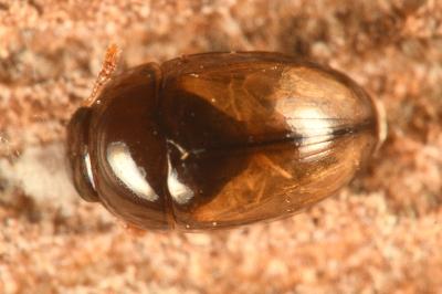 <i>Olibrus corticalis</i>