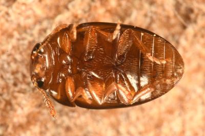 <i>Olibrus corticalis</i>