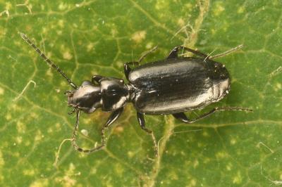 <i>Microlestes minutulus</i>