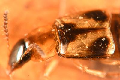 <i>Lordithon trinotatus</i>