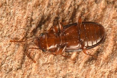 <i>Laemophloeus monilis</i>