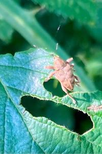 <i>Curculio</i>