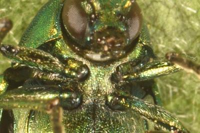<i>Cryptocephalus aureolus</i>