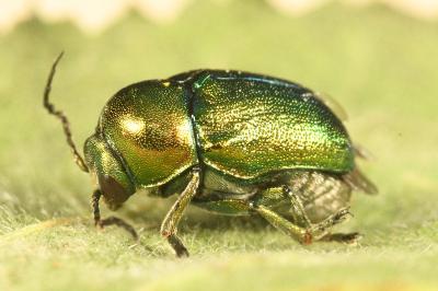 <i>Cryptocephalus aureolus</i>