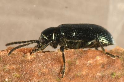 <i>Oulema gallaeciana</i>
