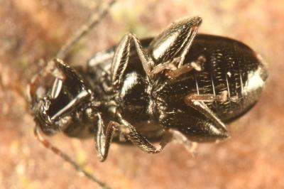 <i>Phyllotreta atra</i>