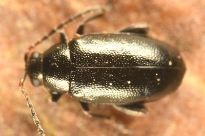 <i>Phyllotreta atra</i>