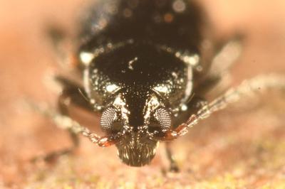 <i>Phyllotreta atra</i>