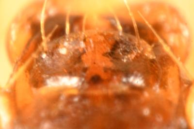 <i>Calodromius bifasciatus</i>