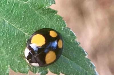 <i>Harmonia axyridis</i>