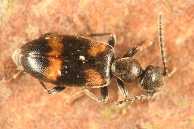 <i>Anthicus laeviceps</i>
