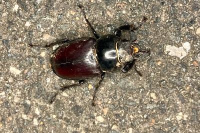 <i>Lucanus cervus</i>