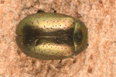 <i>Chrysolina hyperici</i>