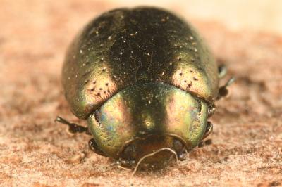 <i>Chrysolina hyperici</i>