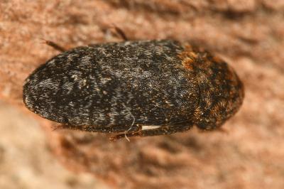 <i>Dermestes undulatus</i>